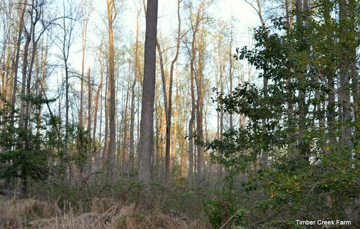 Selective Cutting and Sustainable Forestry Plans